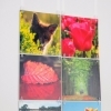 20-STAS-picture-hits-en-2-stas-pet-strips-50-cm