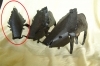 beeld warthog - metalen beeld van een zwijn - zie afbeelding beeld-warthog---metalen-beeld-van-een-zwijn---zie-afbeelding
