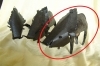 beeld warthog - metalen beeld van een zwijn - zie afbeelding beeld-warthog---metalen-beeld-van-een-zwijn---zie-afbeelding