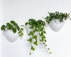 botaniq plantenbak 1,25L wit botaniq-plantenbak-1,25L-wit
